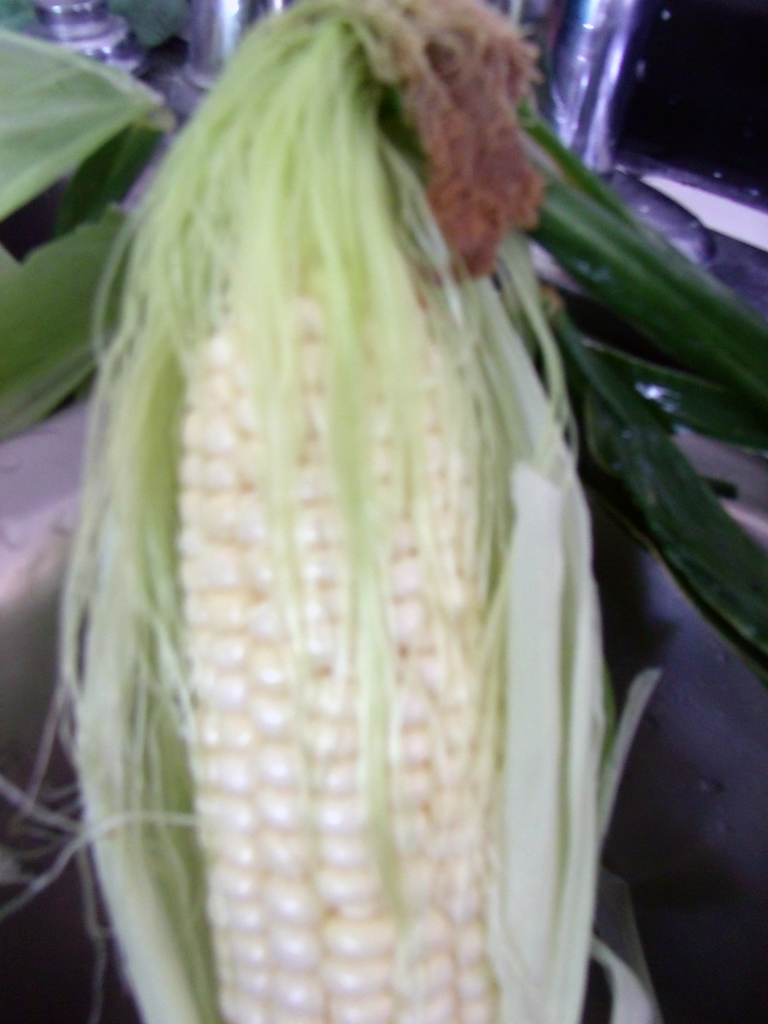 corn1